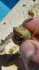 Leposternon microcephalum