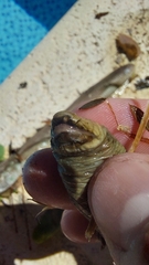 Leposternon microcephalum