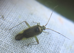 Closterotomus trivialis