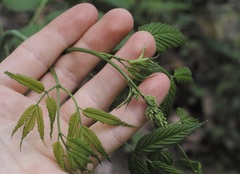 Aruncus dioicus