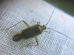 Closterotomus trivialis