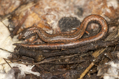 Batrachoseps gregarius