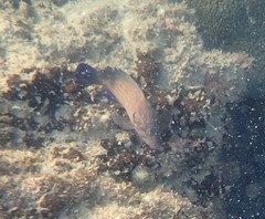 Cephalopholis formosa