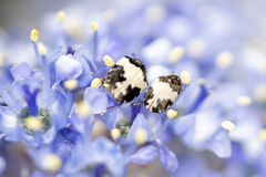 Anthrenus sophonisba