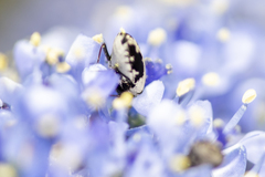 Anthrenus sophonisba