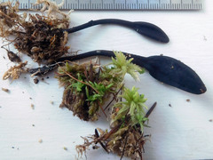 Geoglossum glabrum