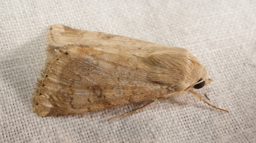 Eastern Bordered Straw