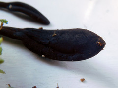 Geoglossum glabrum