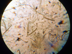 Geoglossum glabrum