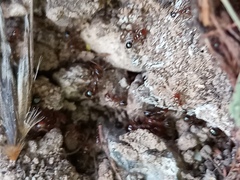 Formicidae