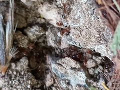 Formicidae
