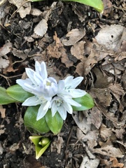 Scilla mischtschenkoana