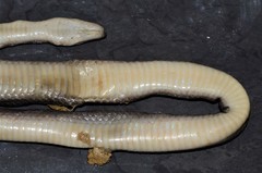 Boaedon perisilvestris