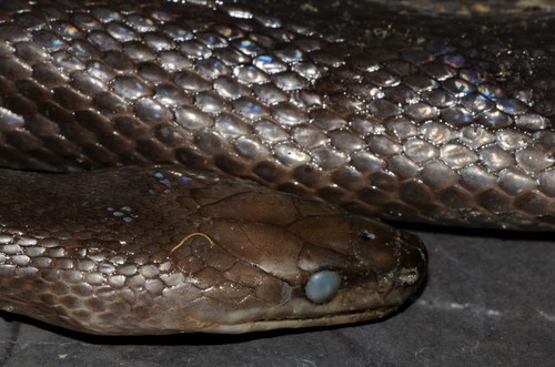 Photo of a Peri-Forest House Snake (Boaedon perisilvestris)