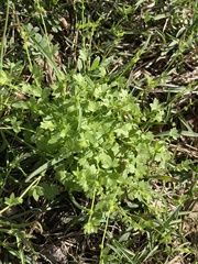 Ranunculus platensis