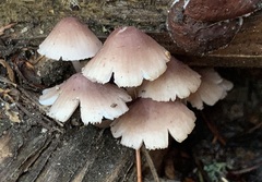 Mycena elegantula