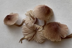 Mycena elegantula