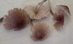 Mycena elegantula