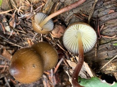 Mycena nivicola