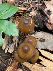 Mycena nivicola