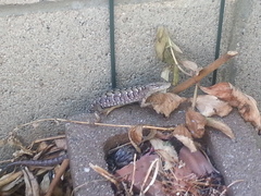 Elgaria multicarinata webbii