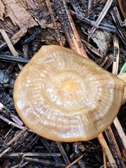 Mycena overholtsii