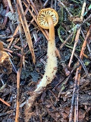 Mycena overholtsii