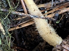 Mycena overholtsii