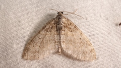 Lobophora halterata