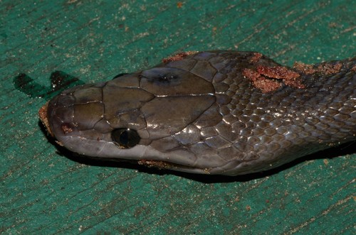 Boaedon perisilvestris