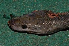 Boaedon perisilvestris