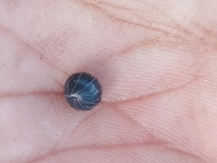 Armadillidium vulgare