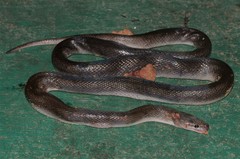 Boaedon perisilvestris