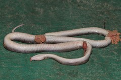 Boaedon perisilvestris