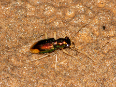 Tetracha carolina