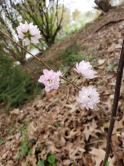 Prunus glandulosa