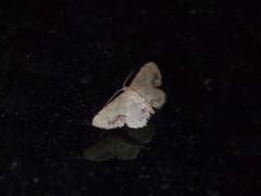 Idaea chotaria
