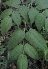 Aruncus dioicus