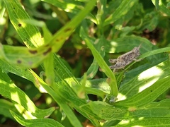 Orphulella punctata