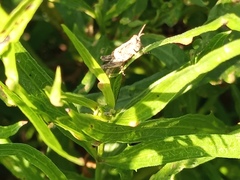 Orphulella punctata