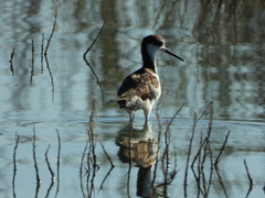 Himantopus mexicanus