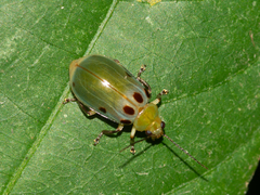 Exora obsoleta
