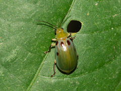 Exora obsoleta
