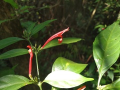 Justicia brasiliana