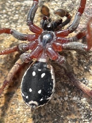 Venatrix pictiventris