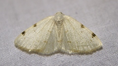 Lomographa bimaculata