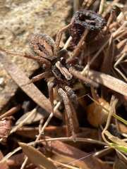 Venatrix pictiventris