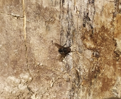 Pollenia rudis
