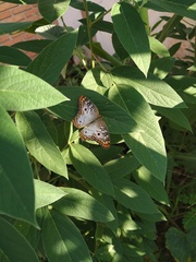 Anartia jatrophae