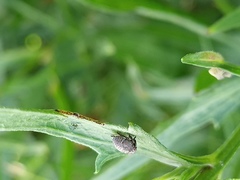 Fulgoromorpha